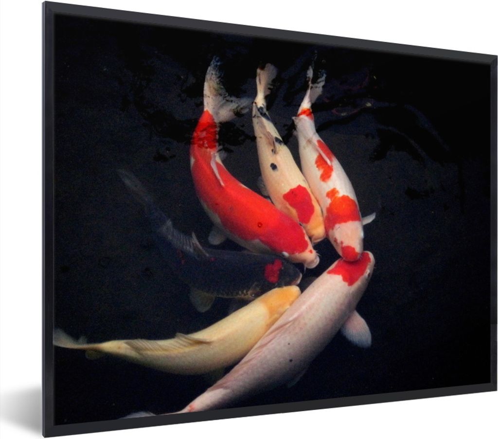 MuchoWow Gerahmtes Poster Sechs Koi-Karpfen vor einem schwarzen Hintergrund 40x30 cm - Poster mit Schwarzem Bilderrahmen Wandposter Rahmen Foto B...