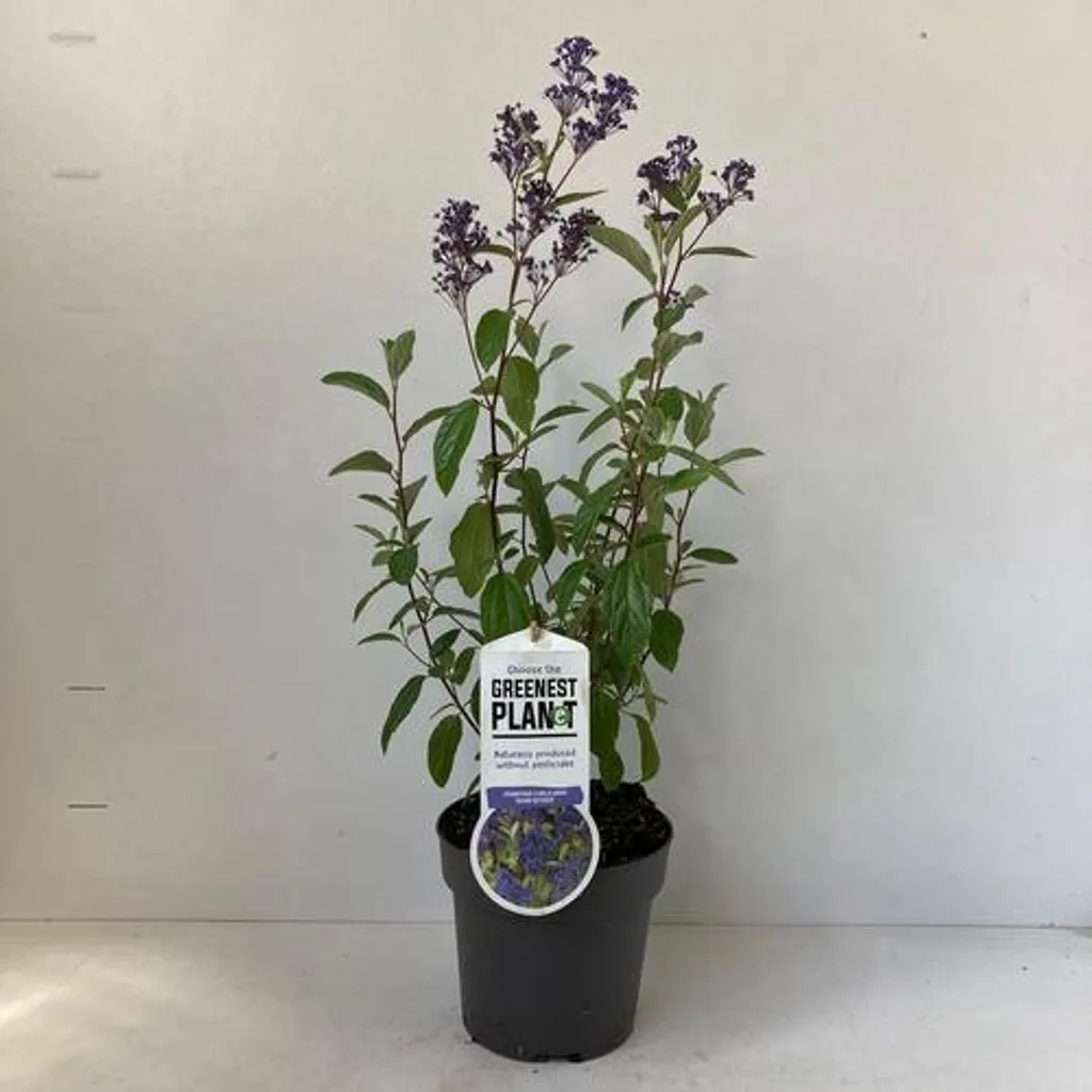 Ceanothus Gloire de Versailles - Floraison estivale bleue 30-40 cm