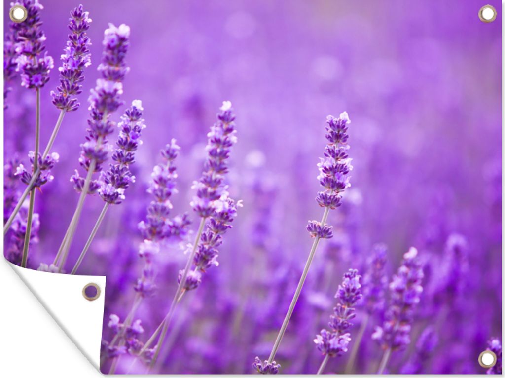 MuchoWow 40x30 cm Outdoor-Poster Gartendeko Sichtschutz Garten Poster für den Garten Lavendel - Nahaufnahme - Blumen - Lila
