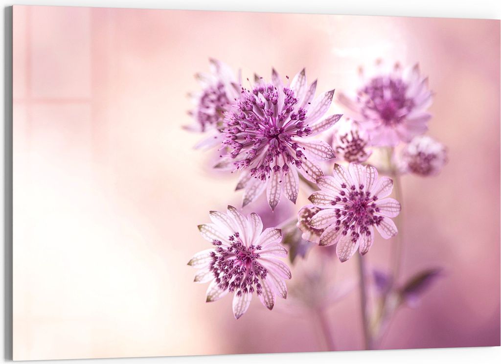 DEQORI Glasbild Echtglas 90x60 cm 'Lila Sterndolden' Wandbild Bild modern Deko