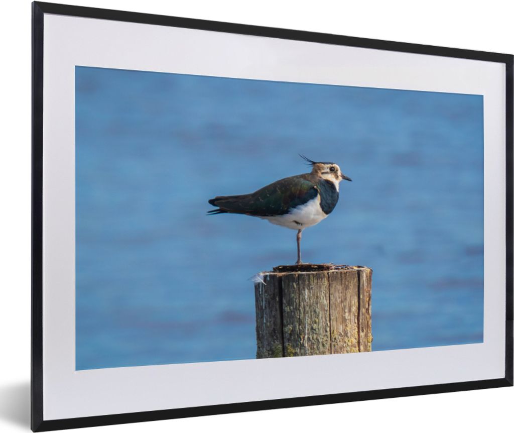 MuchoWow Gerahmtes Poster Vogel - Tiere - Pfahl - Blau - Kiebitz 60x40 cm - Poster mit Schwarzem Bilderrahmen Wandposter Rahmen Foto Bilder - Sch...