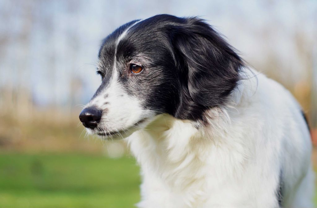 hansepuzzle 34570 - Hund Puzzle, 500 Teile, Tierwelt, 46,0 x 30,0cm mit hochwertiger Aufbewahrung, Kartonbox und wiederverschließbarem Beutel