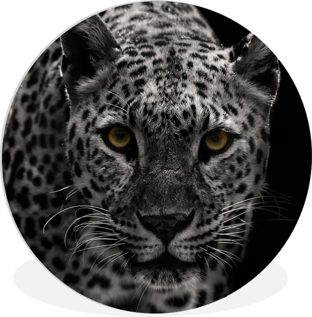 MuchoWow Rundes Wandbild - Runde Bilder Schwarz-Weiß-Foto eines farbigen Leoparden Ø 60 cm Kreis Wanddekoration Kunststoff - Wandkreis - Wandsc...
