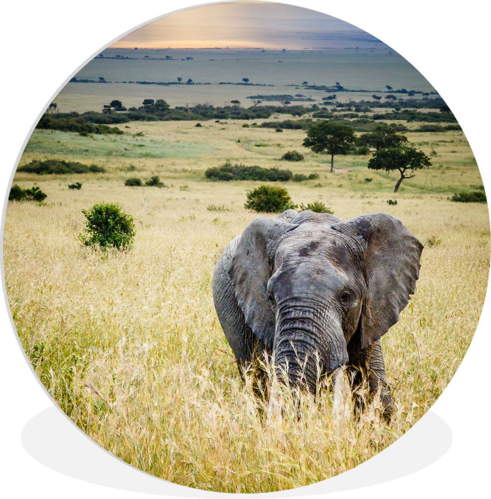 MuchoWow Rundes Wandbild - Runde Bilder Elefant - Tiere - Landschaft - Sonne - Natur Ø 90 cm Kreis Wanddekoration Kunststoff - Wandkreis - Wands...