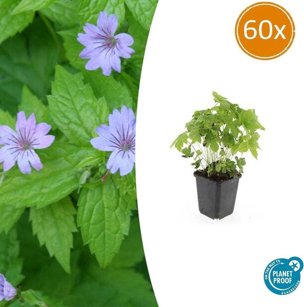 Knotiger Storchschnabel Geranium nodosum – 10-25cm – Ø9cm – 60 Pflanzen – Winterharte Staude & Bodendecker – Für Schatten & Halbscha...