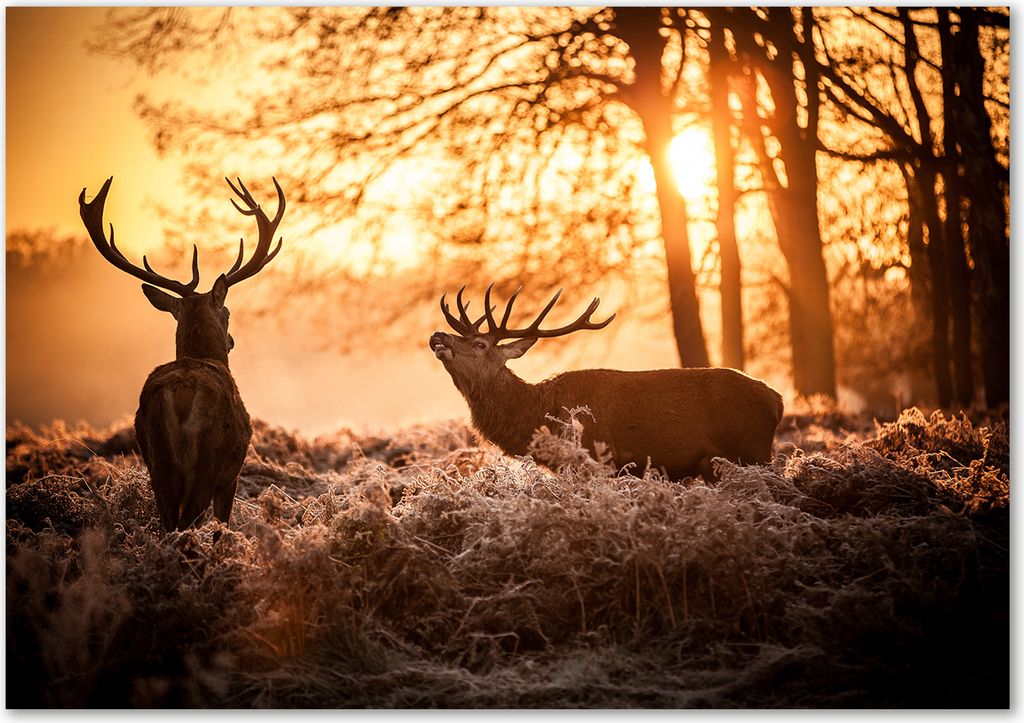 Tulup Leinwandbild - 100x70 cm - Wandkunst - Drucke auf Leinwand - Leinwanddruck - Tiere - Braun - Hirsch Sonnenaufgang