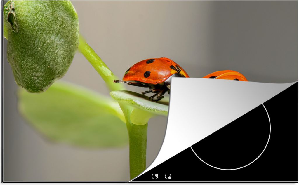 KitchenYeah Herdabdeckplatte Zwei Marienkäfer auf Blatt , 78x52cm, Küche Deko, Glaskeramikfeld Herdabdeckung, Abdeckplatte fùr Kochfeld