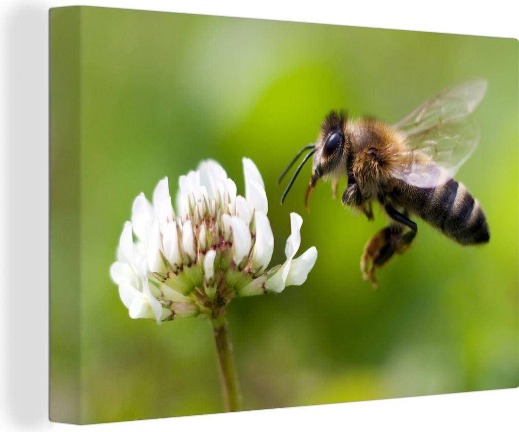 OneMillionCanvasses - Leinwandbilder - 140x90 cm, Nahaufnahme einer Biene mit einer weißen Blume, Wandbilder Kunstdruck Wanddekoration