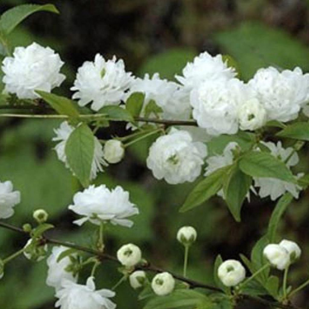 2 x Steppenkirsche - Prunus glandulosa 'Alba Plena' | 30-40 cm in Container