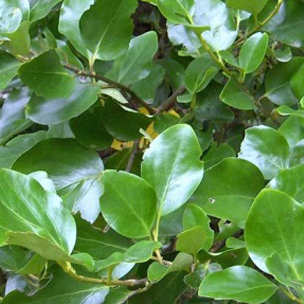 2 x Laubbaum - Griselinia littoralis | 60-80 cm in Container