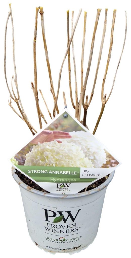 Hydrangea arb. Strong Annabelle ('Abetwo'PBR) - Hortensie | 40-50 cm im Topf