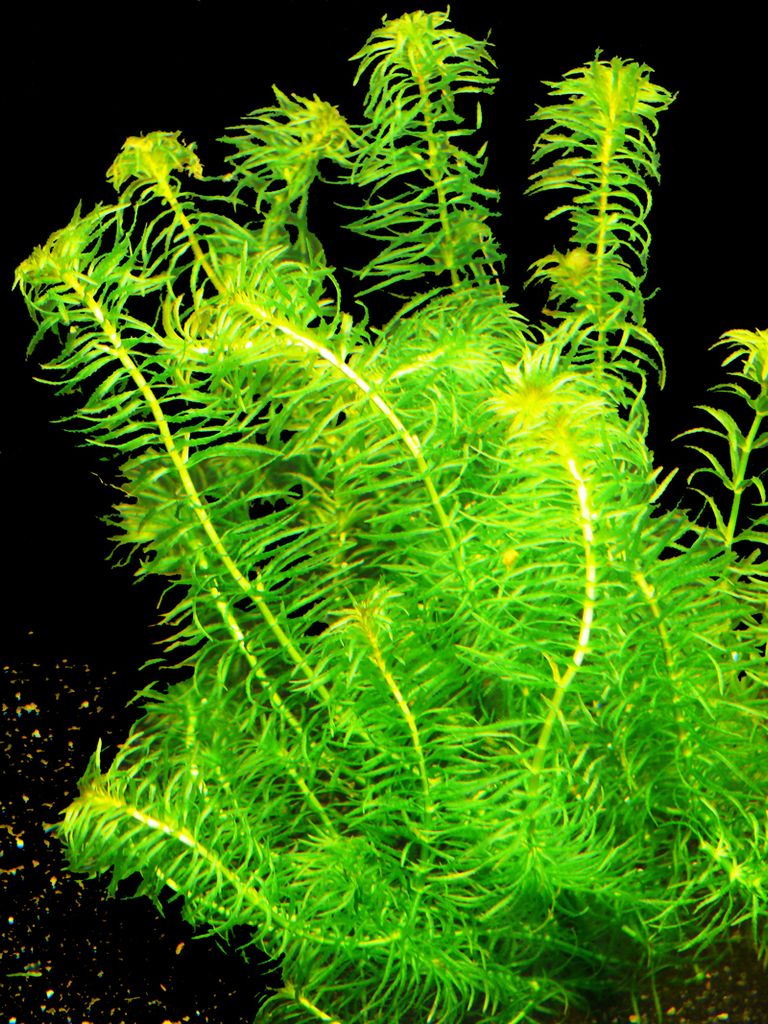 1 Bund Nixkrautähnliche Wasserpest (Egeria najas) Produktbild 