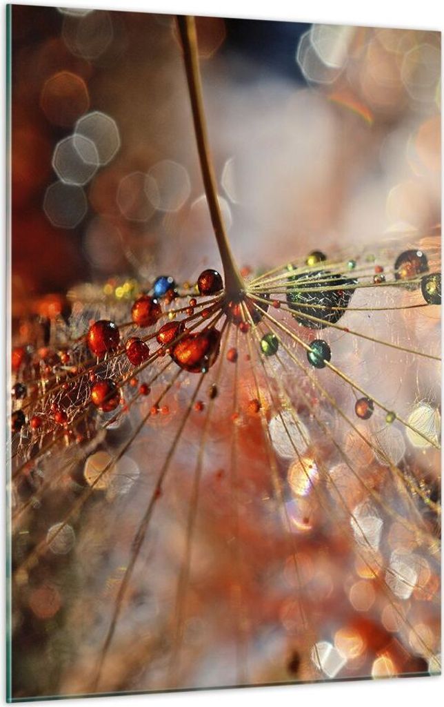 Bilder auf glas - Einteilig - Spinnennetz modern - 50x70cm - Glasbilder - Wandbilder - Bilder - zum Aufhängen bereit - Wanddekoration aus Glas - G...