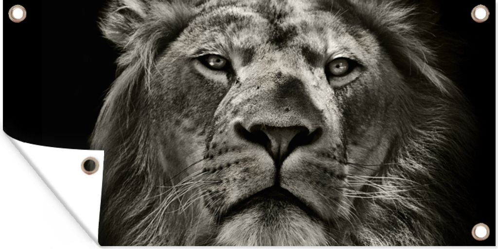 MuchoWow 60x30 cm Outdoor-Poster Gartendeko Sichtschutz Garten Poster für den Garten Löwe - Tiere - Porträt - Wildtiere - Schwarz und weiß