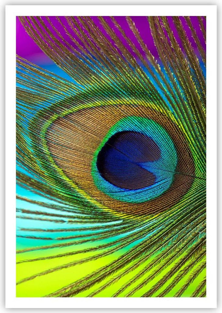 Poster - Poster ohne Rahmen - Pfauen Federn Regenbogen - 70x100 cm - Wand Bild - Wanddeko - Wandbilder - Kunstposter - Wandposter - Bilder - Kunstd...