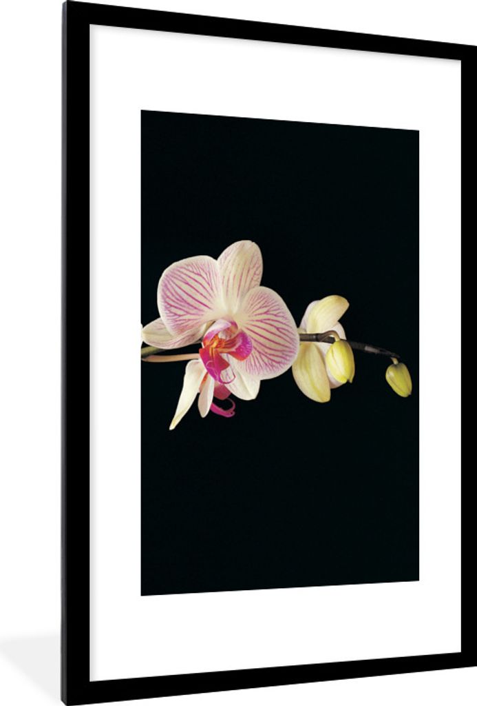 MuchoWow Gerahmtes Poster Orchidee - Blumen - Schwarz - Rosa - Knöpfe 60x90 cm - Poster mit Schwarzem Bilderrahmen Wandposter Rahmen Foto Bilder...