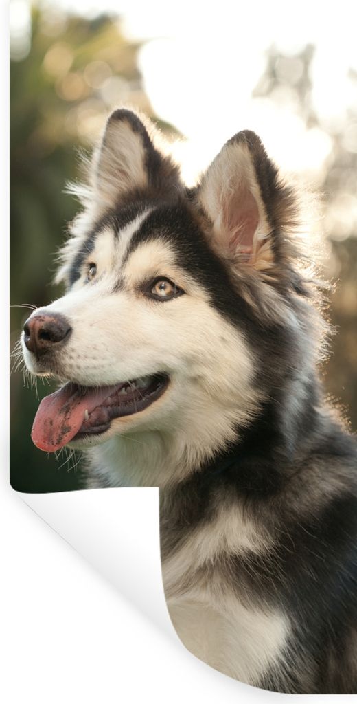 MuchoWow Wandtattoo Wandsticker Wandaufkleber Husky im Park 40x80 cm Selbstklebend und Repositionierbar - Repositionierbar - Wasser abweisend