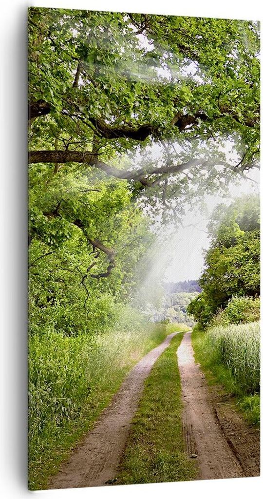 Bild auf Leinwand - Leinwandbild - Pfad Natur Wald Grün - Produktbild 
