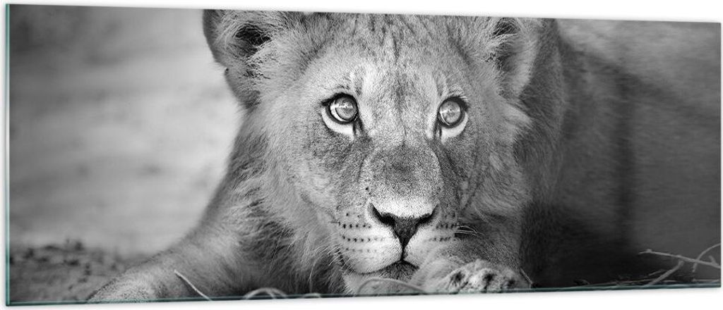 Bilder auf glas - Einteilig - Löwe asiatisch Porträt - 140x50cm - Glasbilder - Wandbilder - Bilder - zum Aufhängen bereit - Wanddekoration aus G...