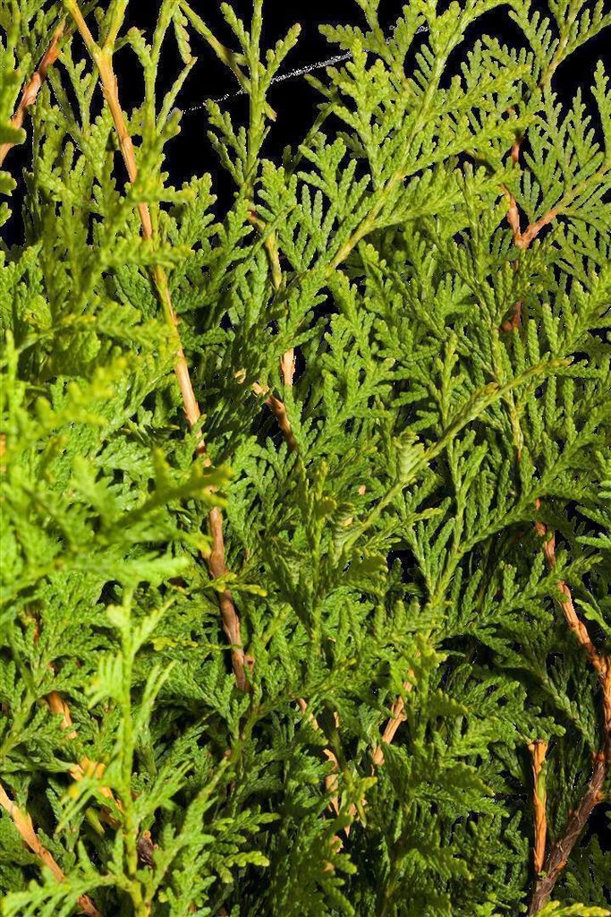 Thuja occidentalis 'Brabant', Lebensbaum, grün, 80–100 cm Produktbild 3