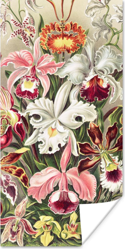 MuchoWow Poster Blumen - Ernst Haeckel - Jahrgang - Orchidee 60x120 cm - Wandschmuck