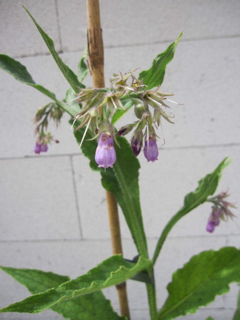 Echter Beinwell - Wilder Comfrey - Symphytum officinale - Wallwurz - Beinwurz