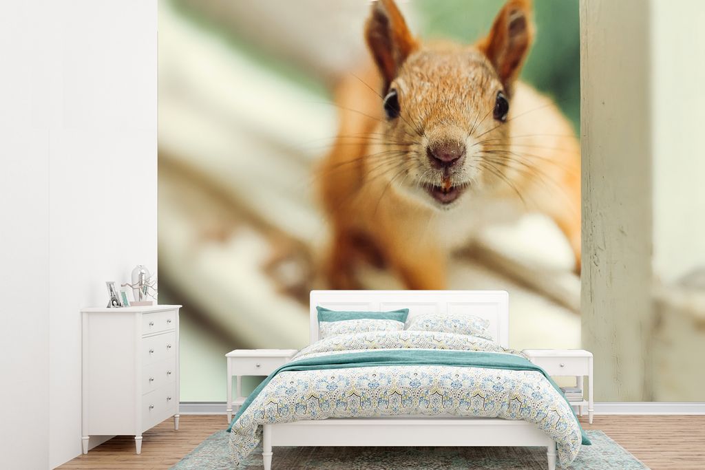 MuchoWow Fototapete für Wohnzimmer oder Schlafzimmer Wandtapete Vinyl Motivtapete Eichhörnchen - Fenster - Tiere - 415x300 cm - Küche
