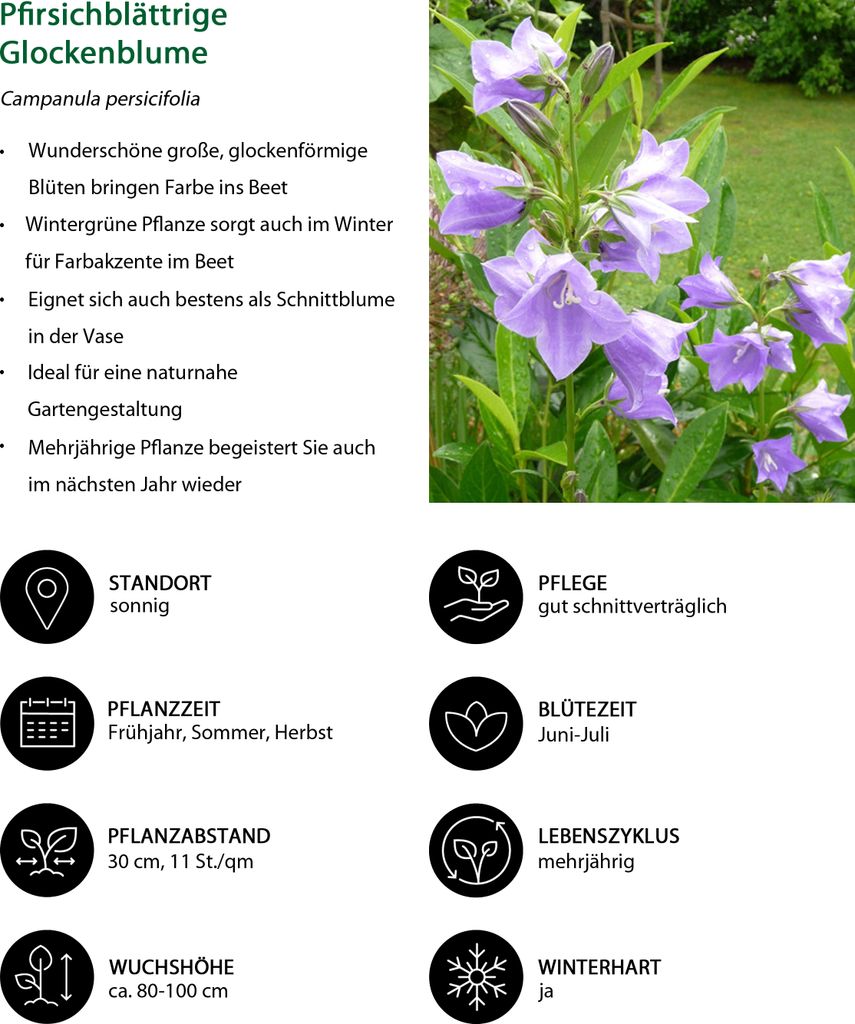 Dehner Bio Stauden-Set Landhausgarten, 12 Pflanzen für sonnige Standorte, je 5-20 cm exkl. Pflanztopf, Ø Topf je 9 cm, rosa / blau / weiß