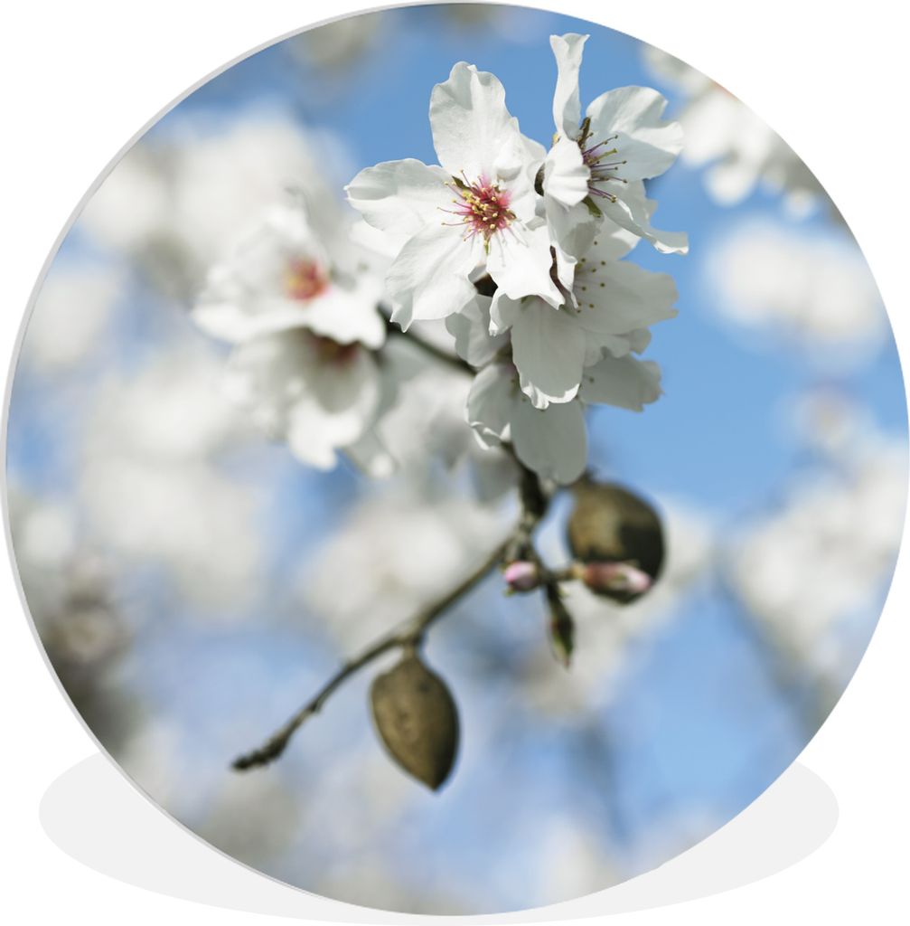 MuchoWow - Wand-Kreis - Wohnzimmer - Bild - Runde - Wanddeko - Dibond - Kunstdrucke