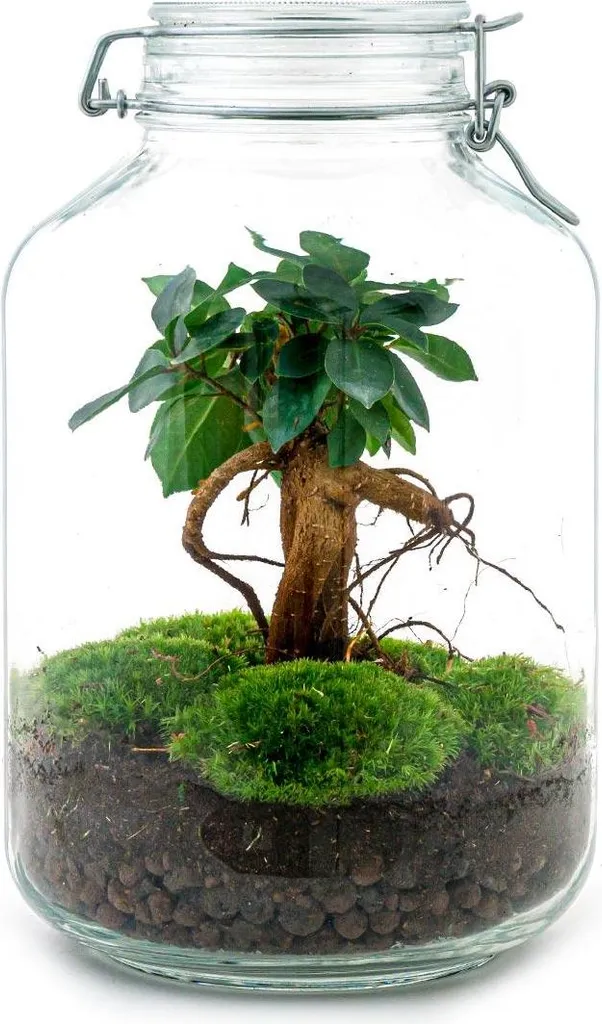 Mini-écosystème Ficus Ginseng Ø 18 cm : Terrarium à Arrosage Automatique