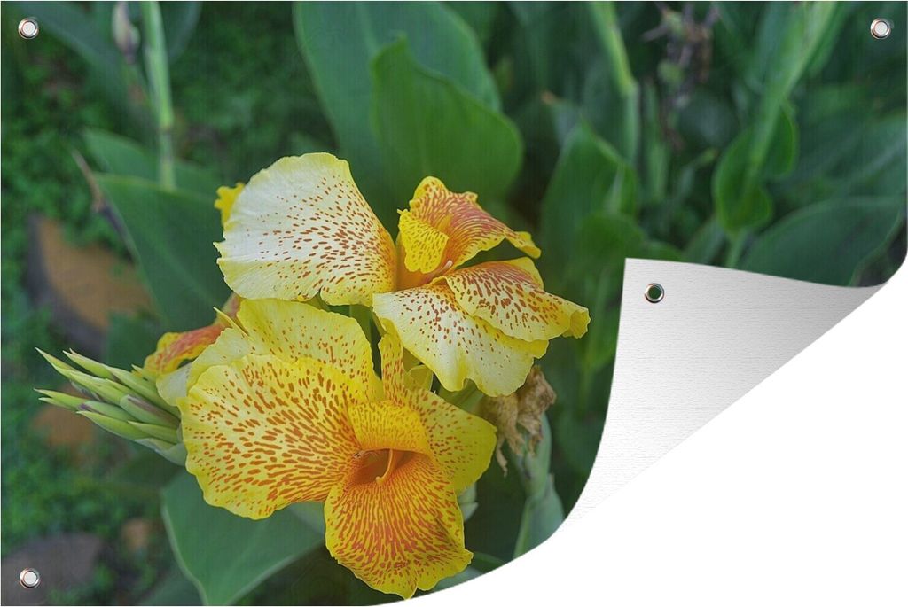 MuchoWow 120x80 cm Outdoor-Poster Gartendeko Sichtschutz Garten Poster für den Garten Leuchtend gelbe Canna-Blüte