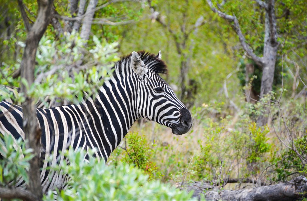 hansepuzzle 83644 - Zebra Puzzle, 500 Teile, Tierwelt, 46,0 x 30,0cm mit hochwertiger Aufbewahrung, Kartonbox und wiederverschließbarem Beutel