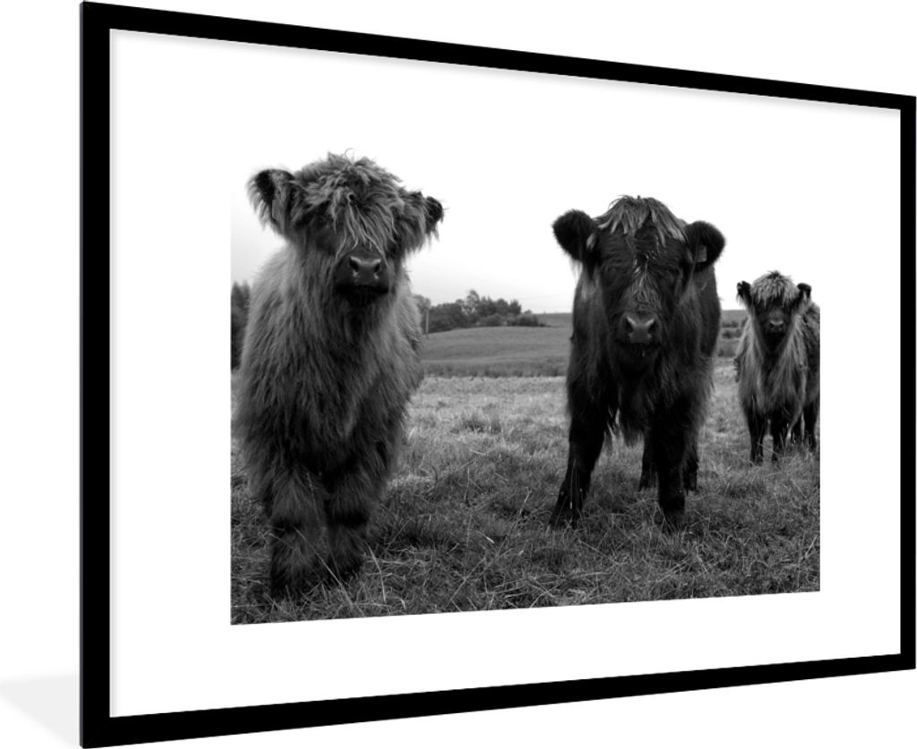 MuchoWow Gerahmtes Poster Schottische Highlander - Kühe - Natur - Grün - Gras 90x60 cm - Poster mit Schwarzem Bilderrahmen Wandposter Rahmen Fo...