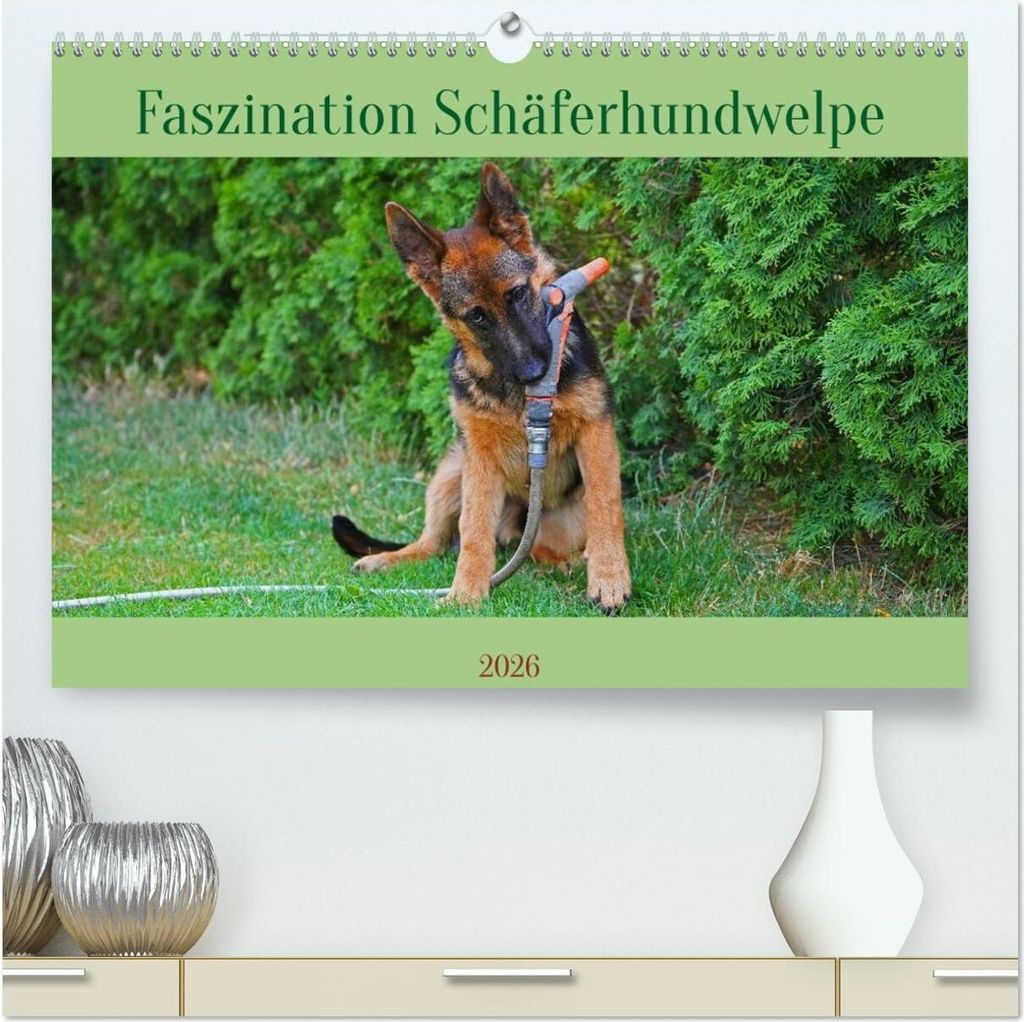 Faszination Schäferhundwelpe (hochwertiger Premium Wandkalender 2026 DIN A2 quer), Kunstdruck in Hochglanz