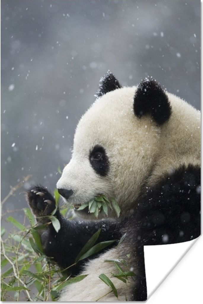 MuchoWow Poster Panda - Bambus - Schnee 60x90 cm - Wanddekoration