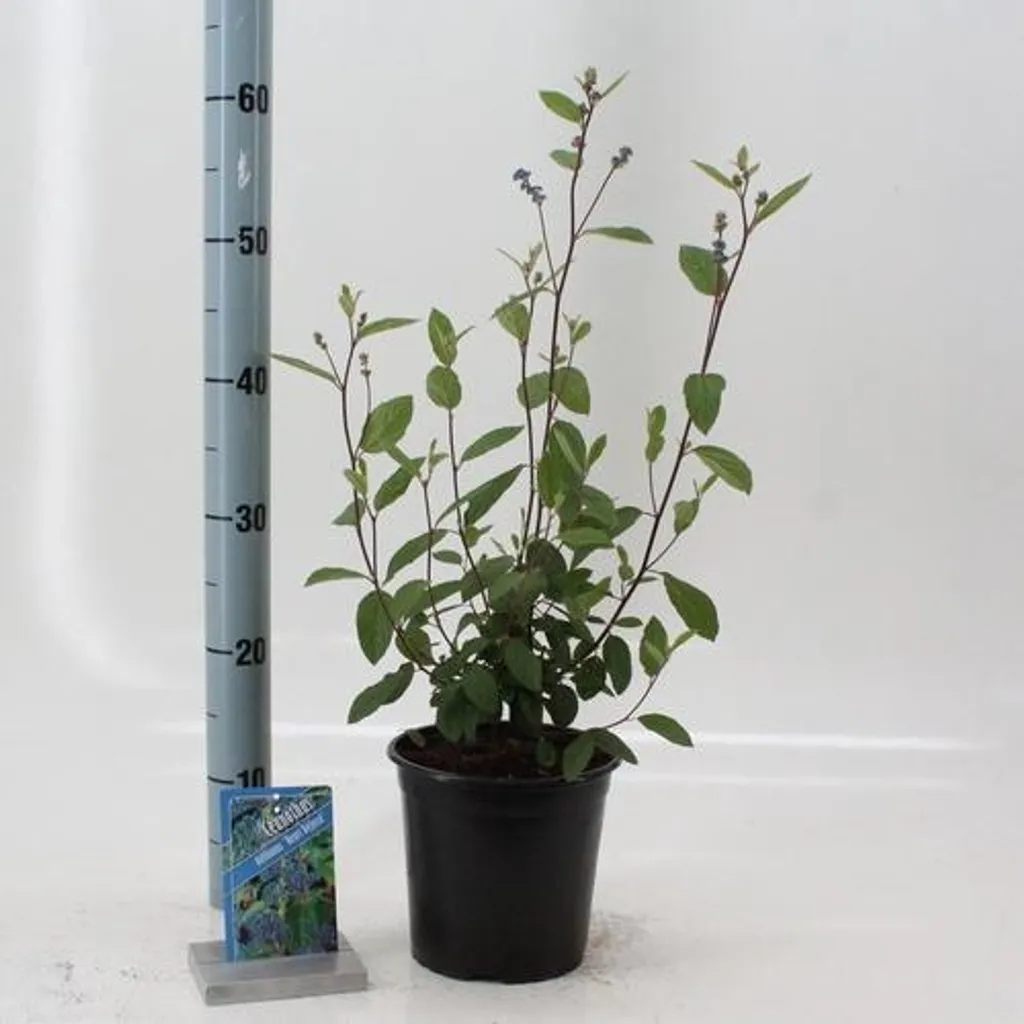 Ceanothus Gloire de Versailles - Floraison estivale bleue 30-40 cm - 2