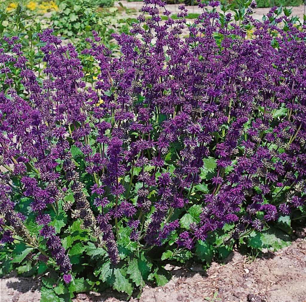 Salvia verticillata 'Alba', weißblühend, ca. 9x9 cm Topf