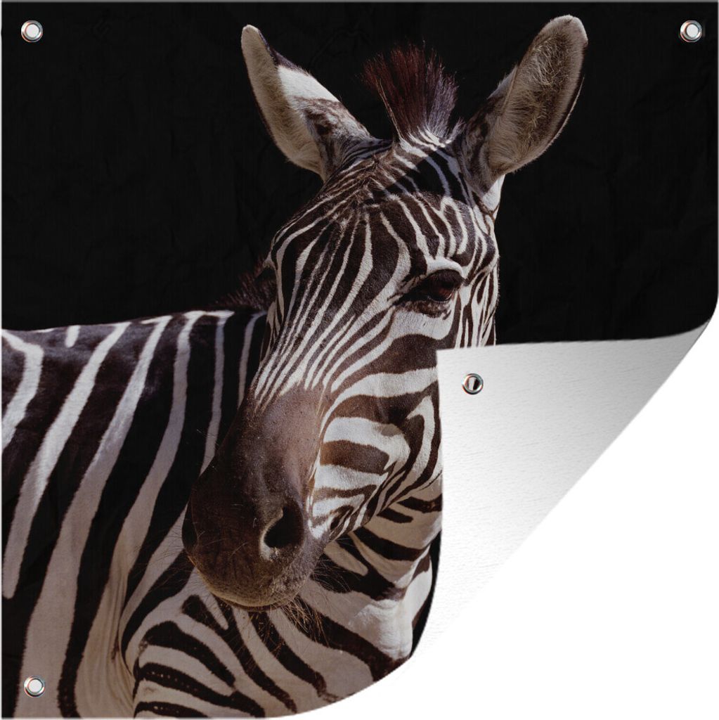 MuchoWow 100x100 cm Outdoor-Poster Gartendeko Sichtschutz Garten Poster für den Garten Neugieriges Zebra auf schwarzem Hintergrund