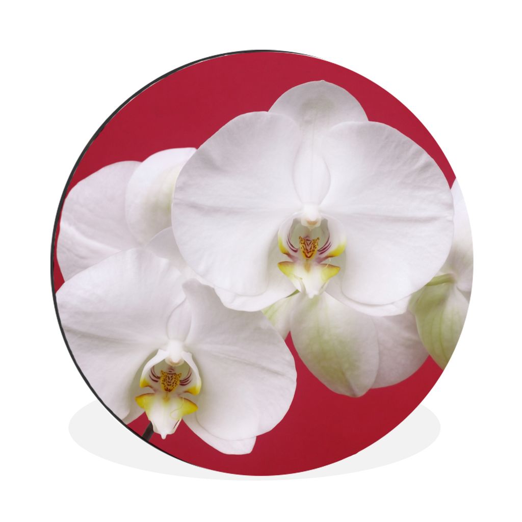 MuchoWow Aluminium Wandkreis Weiße Orchidee auf Rot Ø 30 cm Wanddeko Modern Wohnzimmer - Wand Bild - Wohnzimmer - Runde Bilder - Alubilder - Ku...