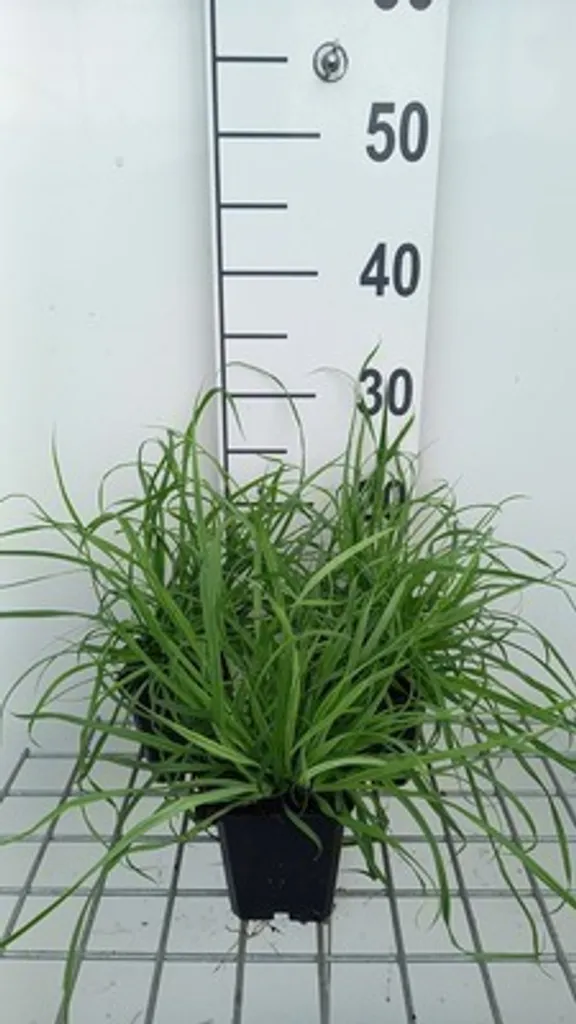 6 x Carex flava - Laîche jaune en pot de 9x9 cm pour jardin et bassin