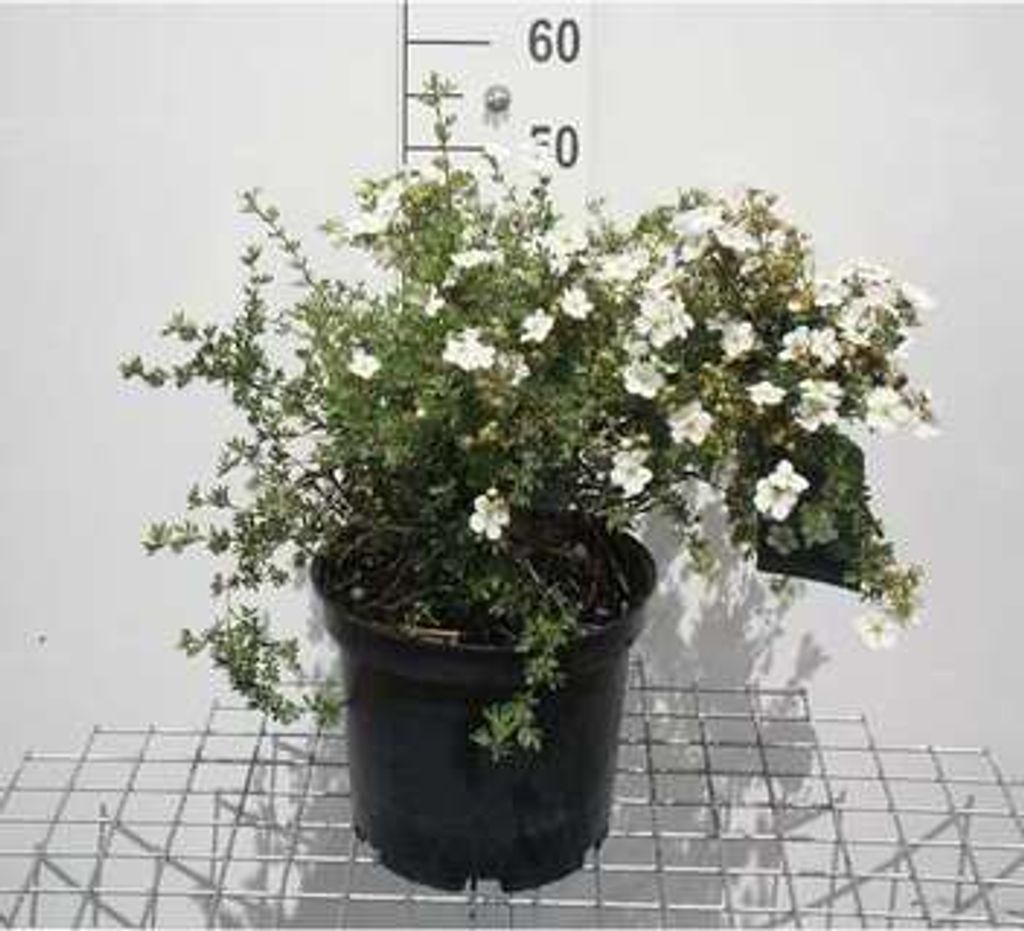 Potentilla frut. 'Abbotswood' - Fingerstrauch 40- 60 cm - Container