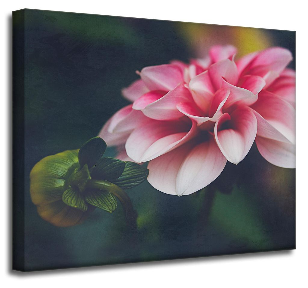 Leinwanddruck Botanica Pink Dahlia 50x40 cm
