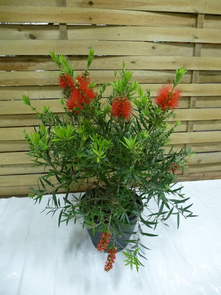 [Palmenlager] Callistemon citrinus 70 cm - Busch- Produktbild 