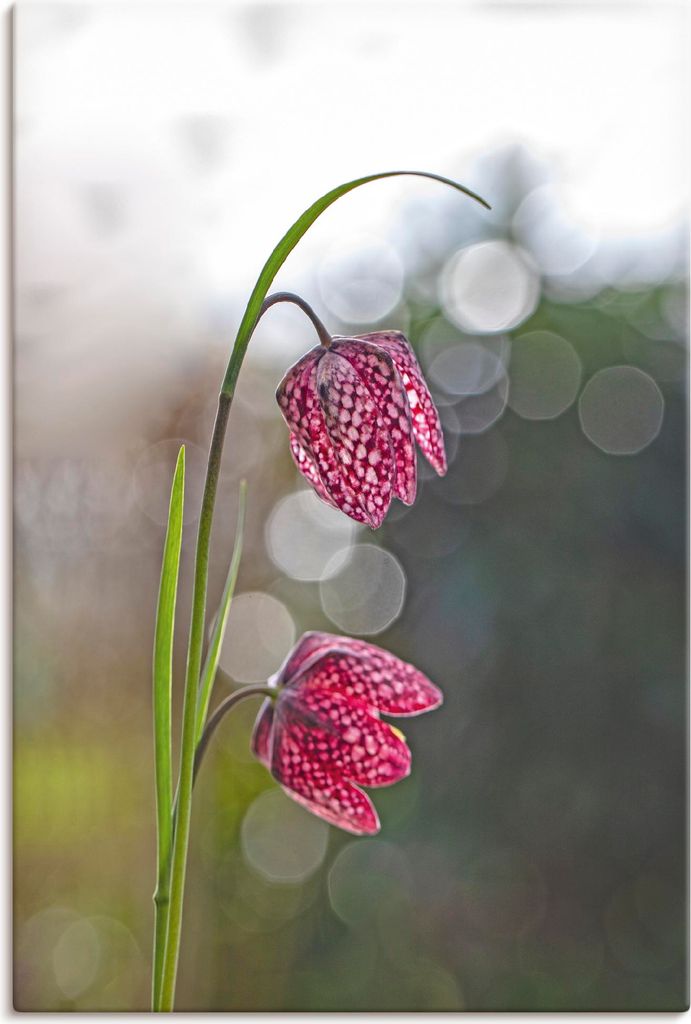 ARTland Leinwandbild Schachbrettblume Größe: 40x60 cm