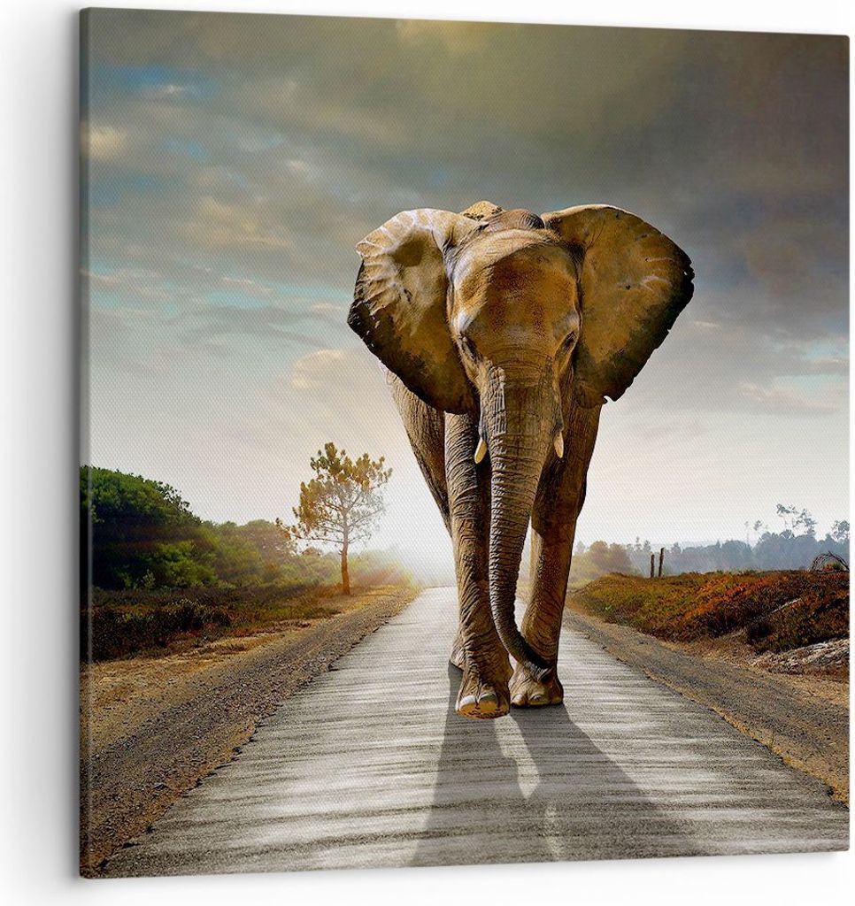 Bild auf Leinwand - Leinwandbild - Elefant Straße Landschaft - 50x50cm - Wand Bild - Wanddeko - Leinwanddruck - Bilder - Kunstdruck - Wanddekorati...