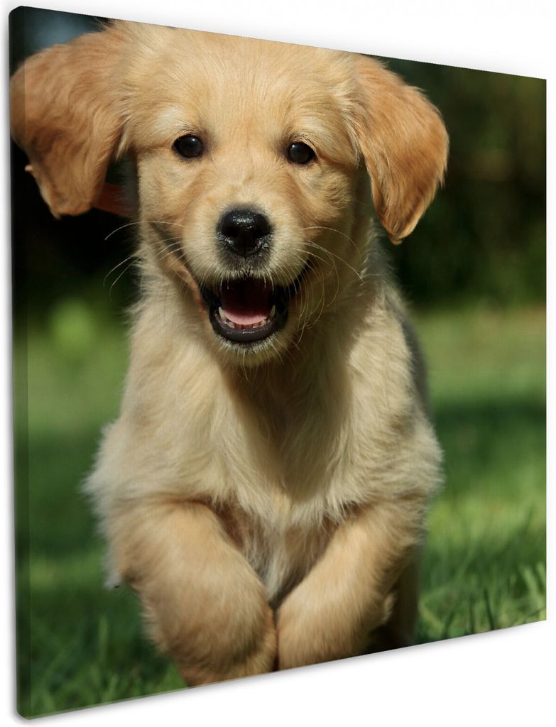 Wallario Premium Leinwandbild Süßer Hund - Golden Retriever in Größe 50 x 50 cm