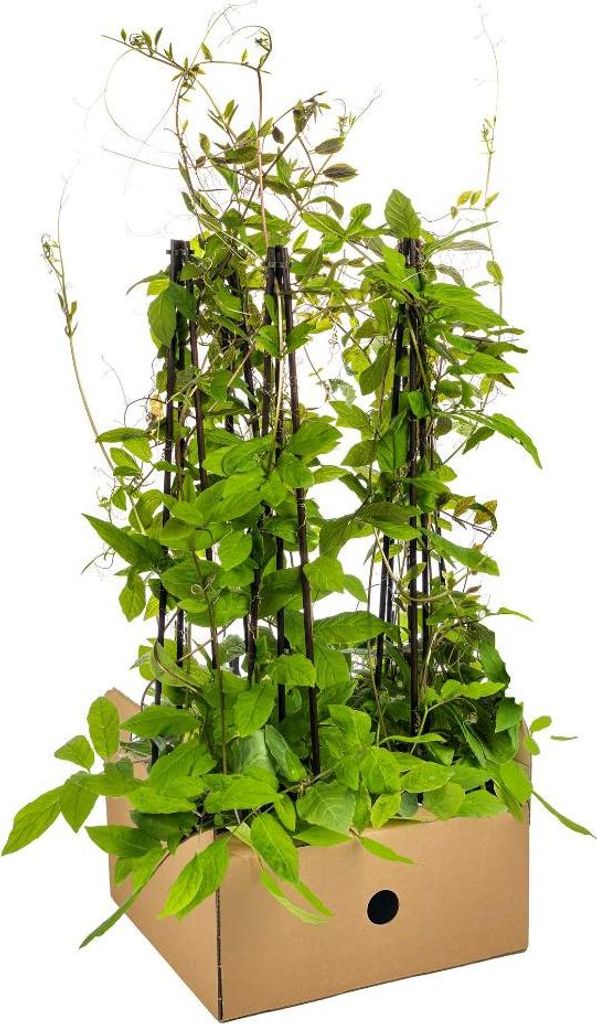 Glockenrebe Cobea scandens Violet Blue 4er Set violett blau blühende winterhart