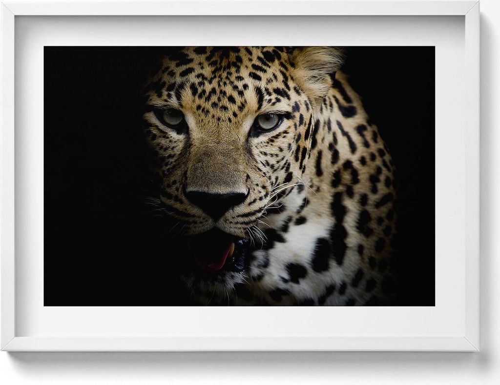Wilde Tigerkatze in schwarz– Wandbild mit Rahmen – Gerahmtes Bild – Wanddekoration – 70x50 cm – Schwarz Rahmen