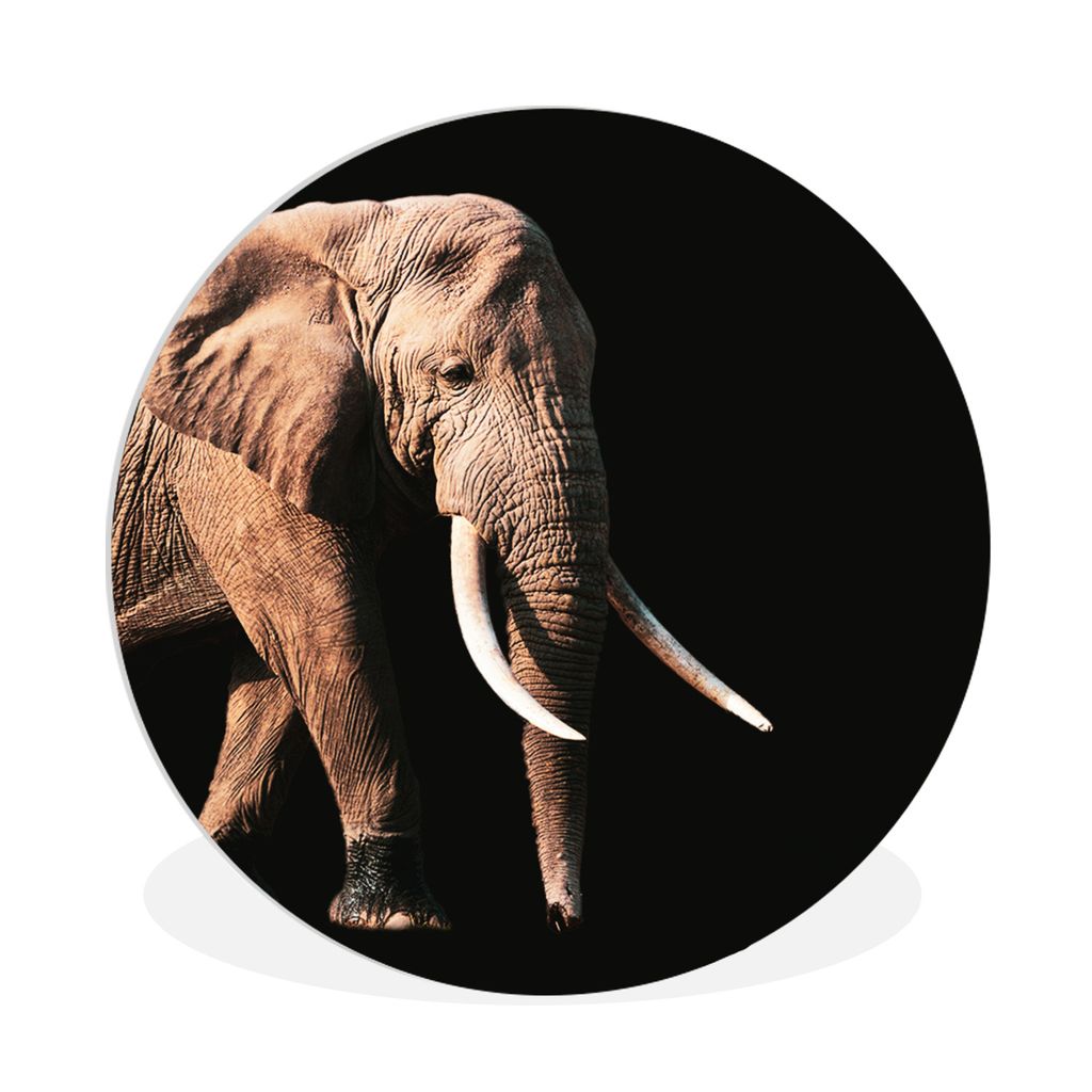 MuchoWow Rundes Wandbild - Runde Bilder Elefant - Zähne - Tiere Ø 90 cm Kreis Wanddekoration Kunststoff - Wandkreis - Wandschmuck - Wand-Kreis ...