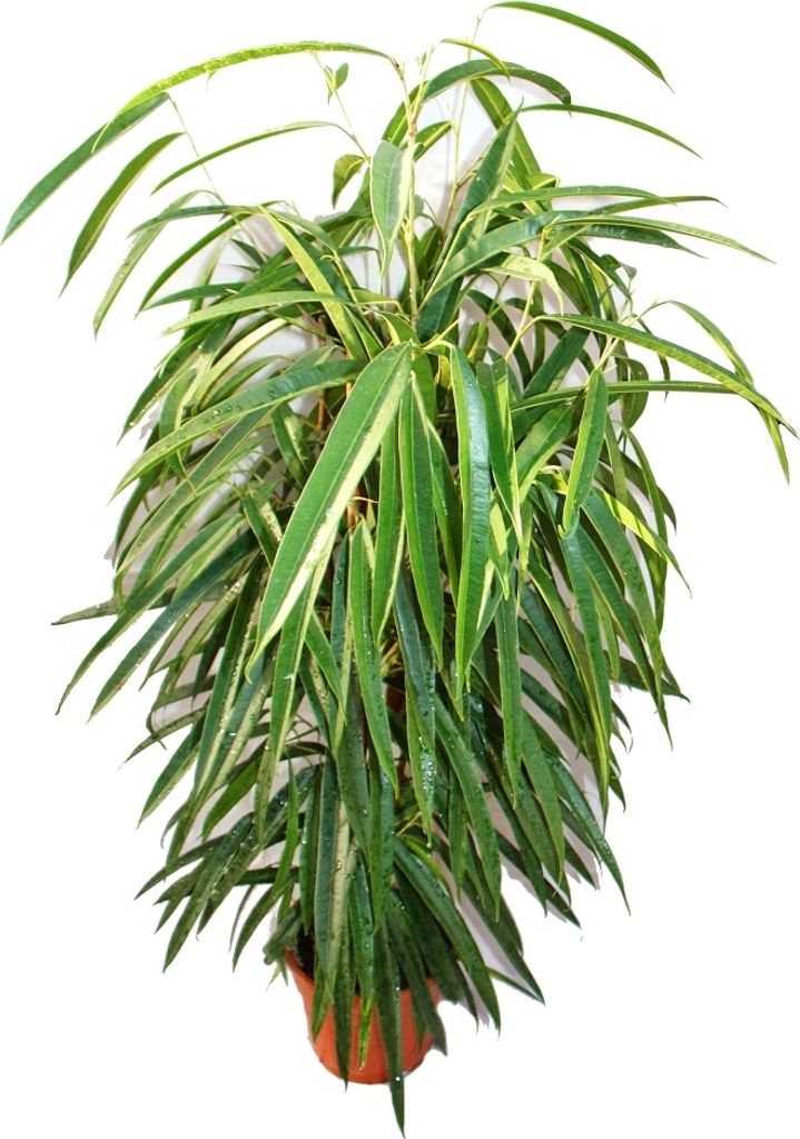 Ficus binendijkii "Alii" - brzoza dlugolistna - kolumna Zdjęcie produktu 